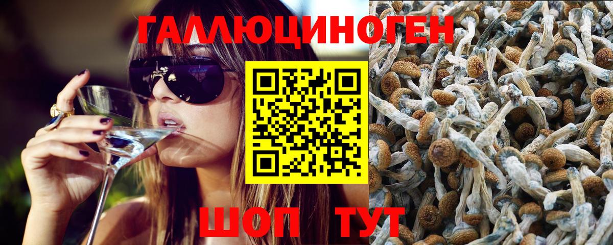 как найти закладки  Галлюциногенные грибы Psilocybine cubensis  Вход с VPN  Благовещенск  Псилоцибиновые грибы Psilocybe 